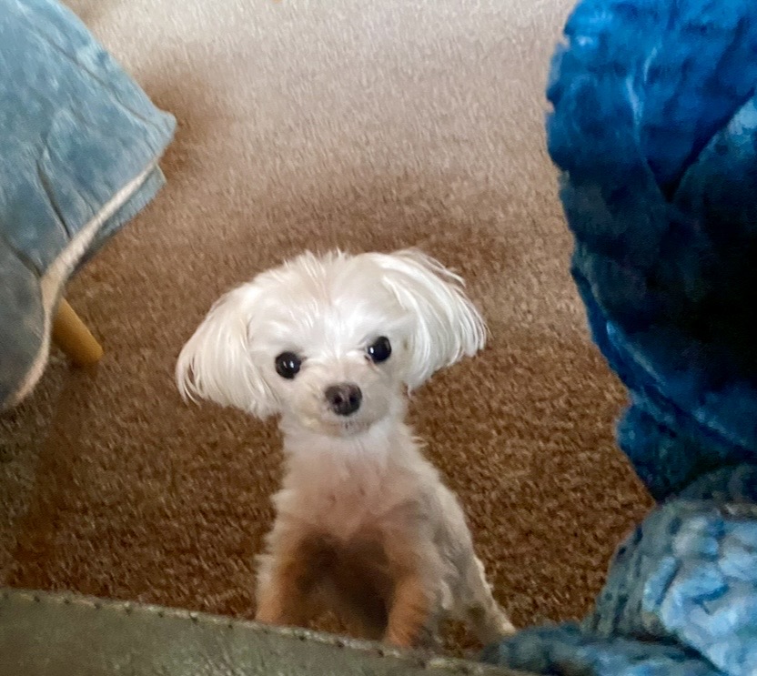 Princess, my Maltese